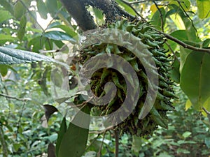 Soursop Annona muricata L. / sirsak / durian belanda hanging on the tree in the garden