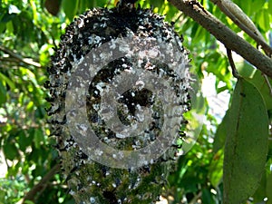 Soursop Annona muricata L. / sirsak / durian belanda hanging on the tree in the garden