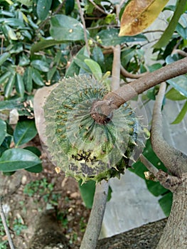 Soursop Annona muricata L. / sirsak / durian belanda hanging on the tree in the garden