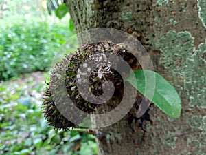 Soursop Annona muricata L. / sirsak / durian belanda hanging on the tree in the garden