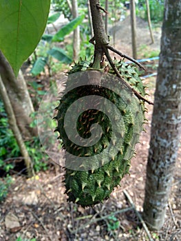 Soursop Annona muricata L. / sirsak / durian belanda hanging on the tree in the garden