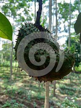 Soursop Annona muricata L. / sirsak / durian belanda hanging on the tree in the garden