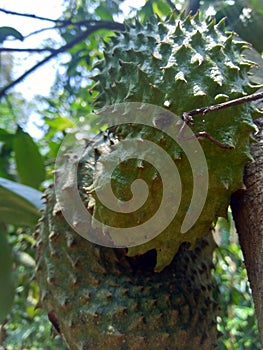 Soursop Annona muricata L. / sirsak / durian belanda hanging on the tree in the garden