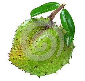 Soursop or Custard apple fruit isoated on white background