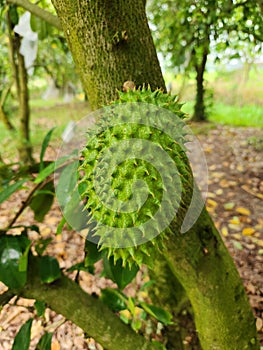 Soursop is the fruit of Annona muricata, a broadleaf, flowering, evergreen tree.