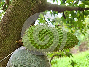 Soursop is the fruit of Annona muricata, a broadleaf, flowering, evergreen tree.