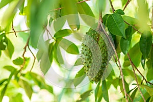 Soursop fruit Annona muricata L. Fruit shaped like durian