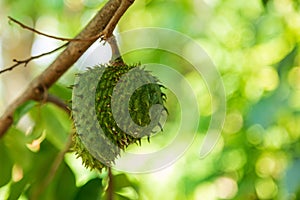 Soursop fruit Annona muricata L. Fruit shaped like durian