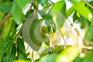 Soursop fruit Annona muricata L. Fruit shaped like durian