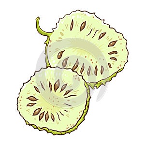 Soursop Fruit Colored Detailed Illustration