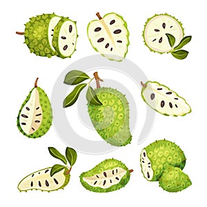 Soursop Fruit or Guanabana with Dark Green Rind Covered with Thick Thorns Vector Set