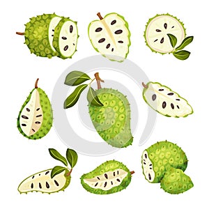 Soursop Fruit or Guanabana with Dark Green Rind Covered with Thick Thorns Vector Set photo