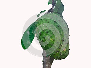 soursop fruit isolated on white background. soursop fruit from American