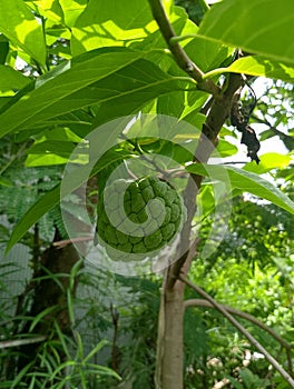 soursop fruit