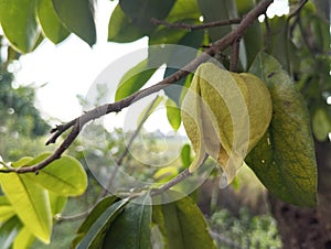 Soursop fruit pistils on a tree photo