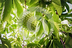 Soursop fruit on the tree whole growing Caribbean Trinidad and Tobago anti-cancer medicinal qualities.