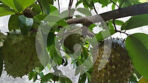 soursop fruits, one of the sweetest fruits