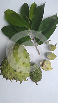 Soursop fuit on the white ceramic sirsak