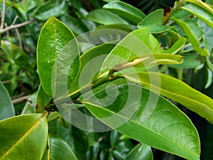 Soursop laves or Prickly Custard Apple. Annona muricata L. Plant for Treatment of carcinoma.