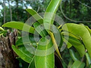 Soursop laves or Prickly Custard Apple. Annona muricata L. Plant for Treatment of carcinoma.