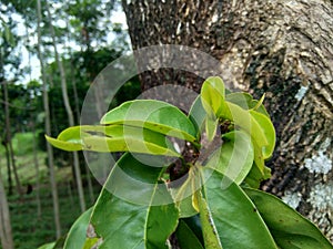 Soursop laves or Prickly Custard Apple. Annona muricata L. Plant for Treatment of carcinoma.