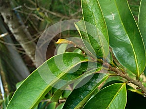 soursop laves or Prickly Custard Apple. Annona muricata L. Plant for Treatment of carcinoma.