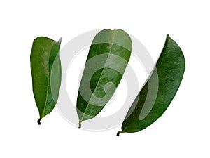 Soursop leaves on white background.