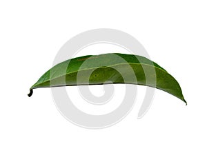 Soursop leaves on white background.