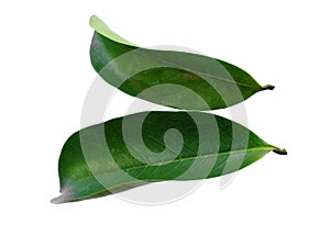 Soursop leaves on white background.