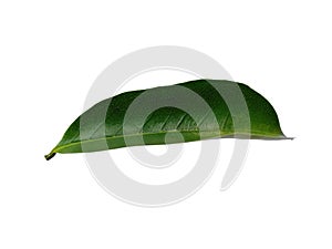 Soursop leaves on white background.