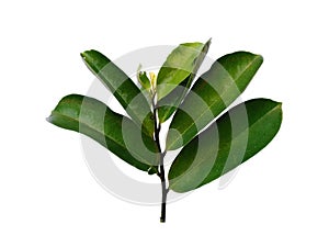 Soursop leaves on white background.