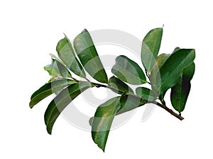 Soursop leaves on white background.