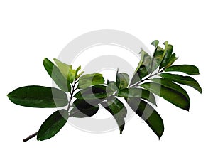 Soursop leaves on white background.