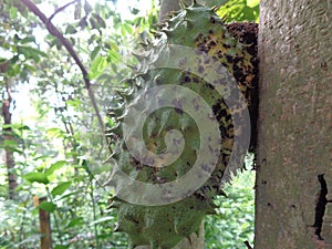 Soursop, Prickly Custard Apple. Annona Muricata L./sirsak on tree in the garden