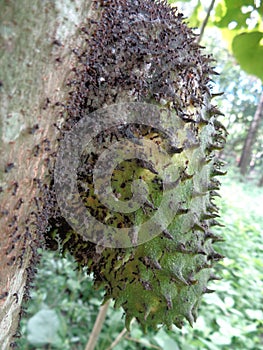 Soursop, Prickly Custard Apple. Annona Muricata L./sirsak on tree in the garden