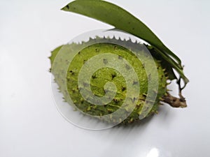 Soursop, Prickly custard apple ANNONACEAE Thai fruit