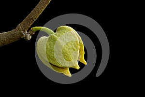 Soursop or Prickly Custard Apple flower. (Annona muricata L.)