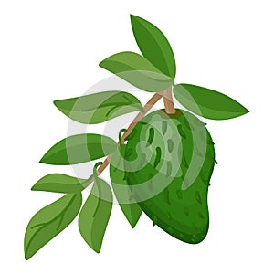 Soursop tree icon cartoon vector. Muricata juice