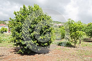 Soursop Tree In Orchad