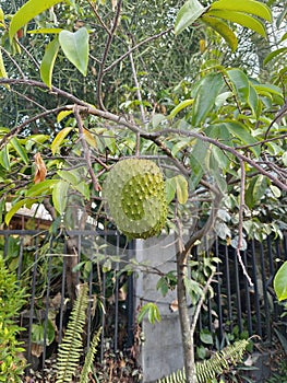 Soursoup in a perfect shape