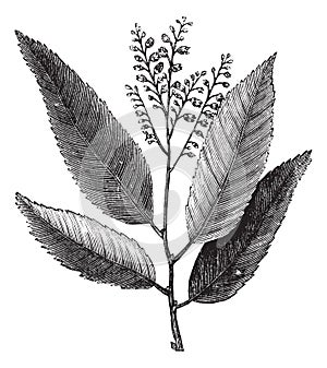 Sourwood or Sorrel Tree or Oxydendrum arboreum, vintage engraving