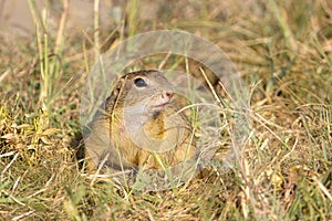 Souslik or European Ground Squirrel (Spermophilus
