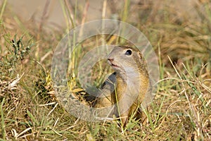 Souslik or European Ground Squirrel (Spermophilus