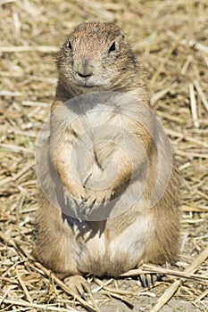 Souslik (ground squirrel)