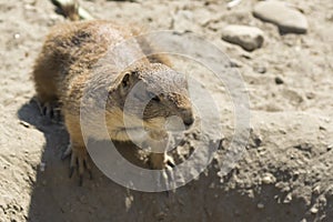 Souslik (ground squirrel)