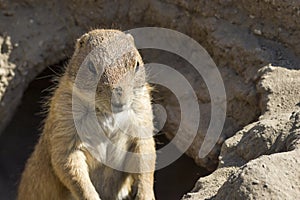Souslik (ground squirrel)