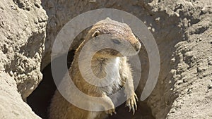 Souslik (ground squirrel)