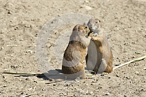 Souslik (ground squirrel) couple