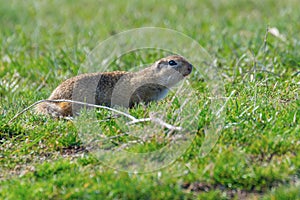 Souslik Spermophilus citellus European ground squirrel in the natural environment