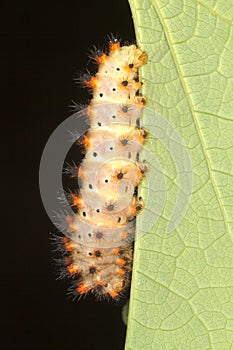 Soutern festoon butterfly caterpillar close-up